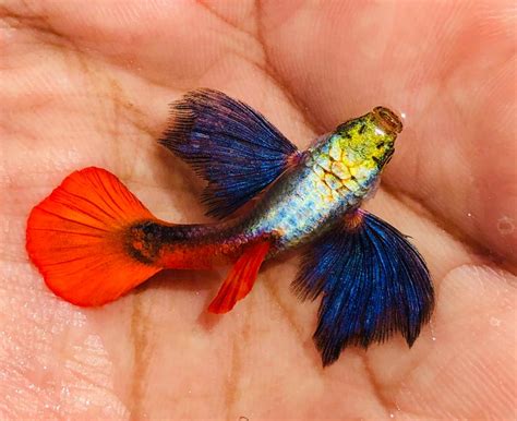 95 Sold Out Guppy - Halfblack AOC Delta — $15. . High quality guppies for sale